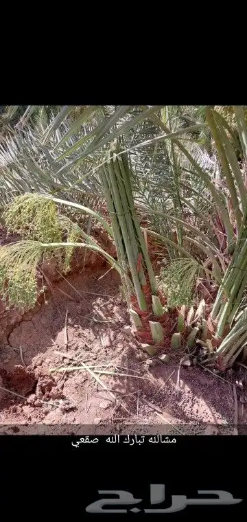 جميع انواع انخيل والاشجار 0