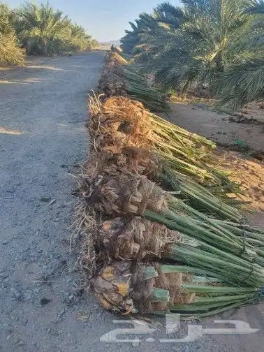 فسايل خلاص صقعي سكري 3