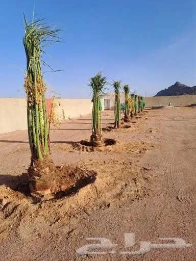 يوجد لدينا جميع أنواع النخيل المثمرة وزينه بجميع انواعها 1