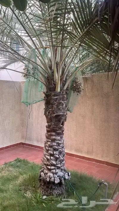 مزارع 2