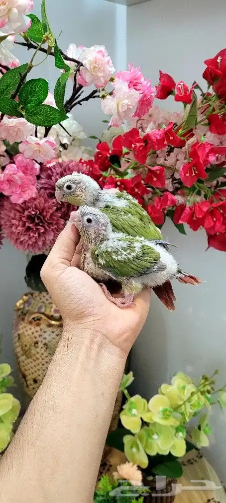 فروخ كنيور اناناس 0