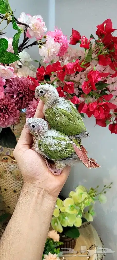 فروخ كنيور اناناس 2