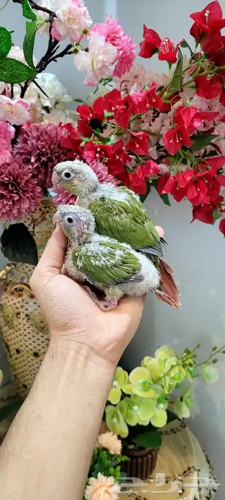 فروخ كنيور اناناس 4