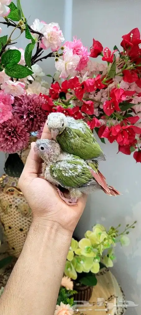 فروخ كنيور اناناس 1