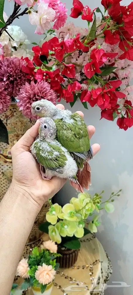 فروخ كنيور اناناس 5