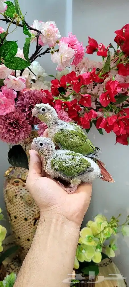 فروخ كنيور اناناس 3