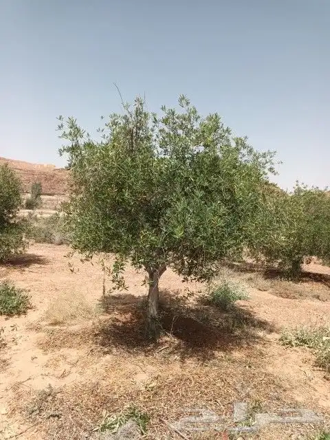 زيتون للبيع بسعر مناسب جدا زيتون نبالي محسن زيتون صوراني زيت 4