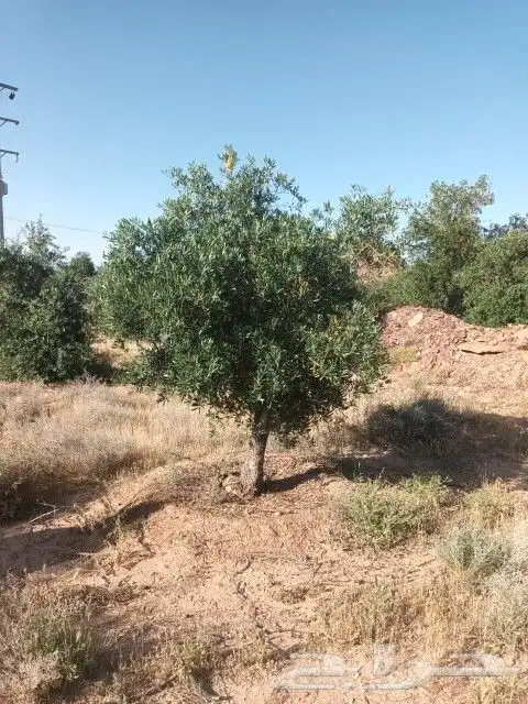 زيتون للبيع بسعر مناسب جدا زيتون نبالي محسن زيتون صوراني زيت 1