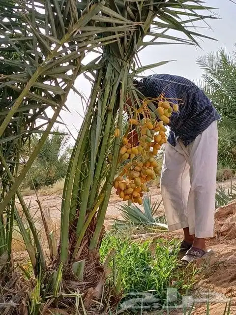 فسايل خلاص صقعي سكري 0