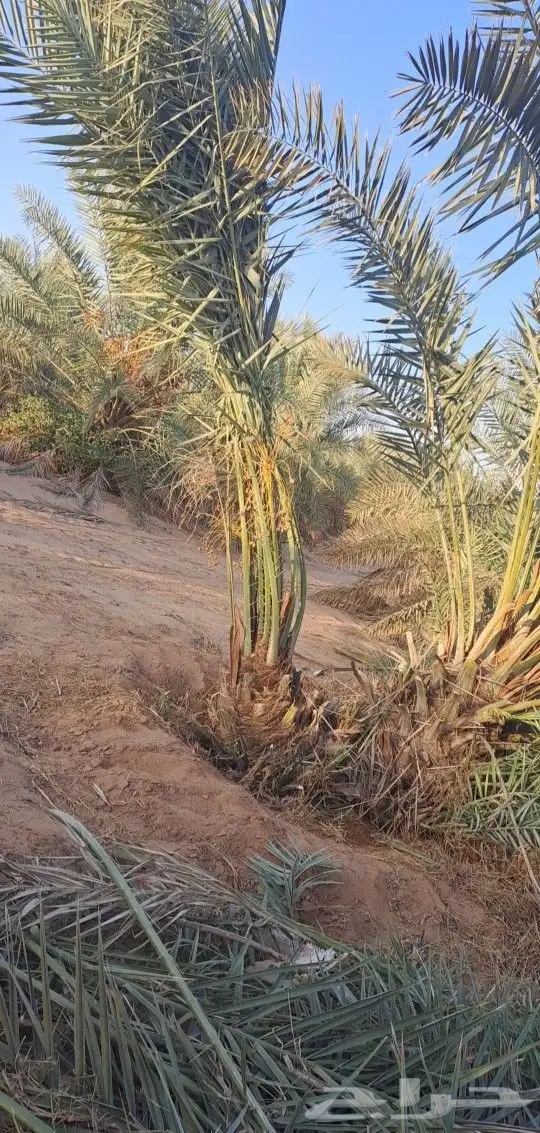 يوجد لدينا جميع أنواع النخيل المثمرة وزينه بجميع انواعها 2