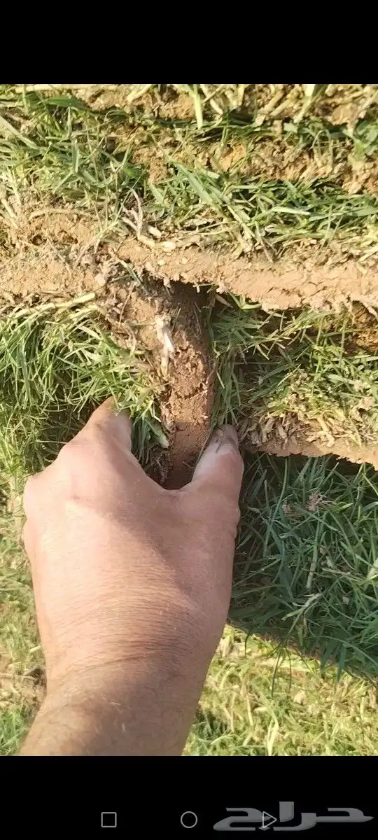 ثيل مزارع الخرج درجه اولى كثافه عاليه وصافي من اي خلط 3
