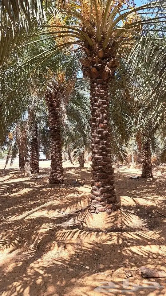 يوجد لدينا جميع أنواع النخيل المثمرة وزينه بجميع انواعها 0