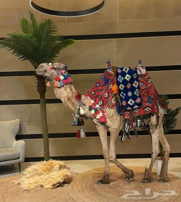 رسام ونحات وفنان تشكيلي 26