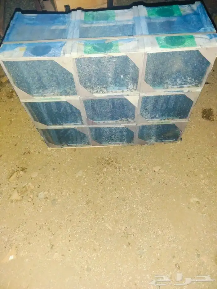 نحل مصرى 1