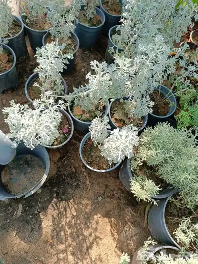 مزارع 0