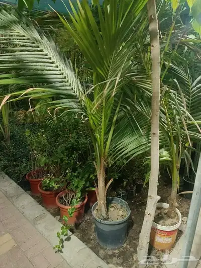 مزارع 8