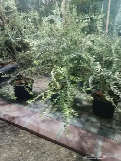 مزارع 6