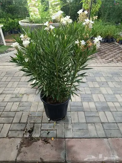 مزارع 7