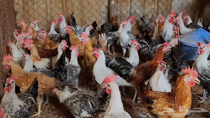 ديوك اسمان جاهزه للذبح 0