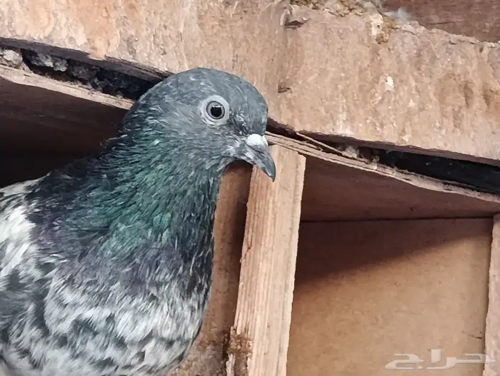 فيروز بوري 9