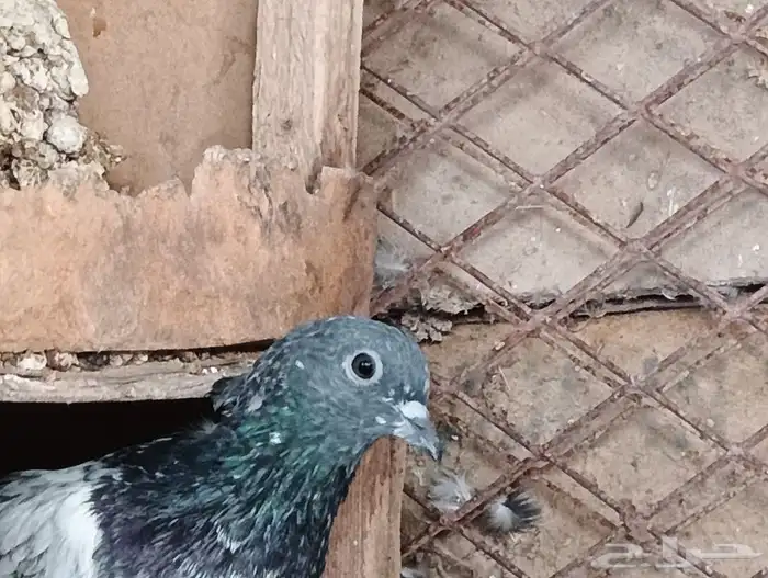 فيروز بوري 8