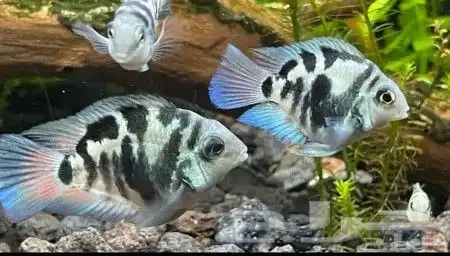 اسماك زينه جمله ومفرد وبأسعار خياليه عرض خاص لاسبوع فقط 3