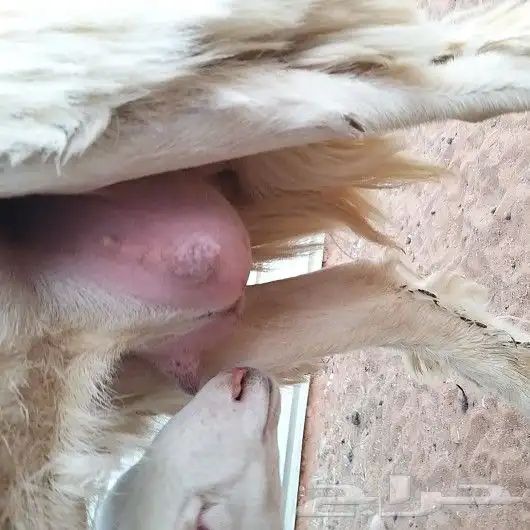 تم البيع حريات ثنايا حرش متابيع معهن خرفان2 2