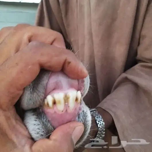 تم البيع حريات ثنايا حرش متابيع معهن خرفان2 1