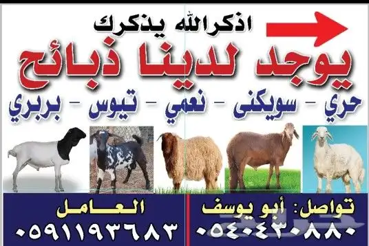 يوجد لدينا ذبائح لبيع مع إمكانية الذبح وسلخ 0