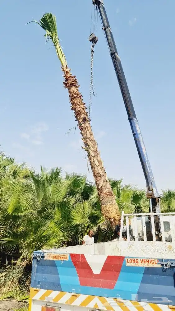 نخيل واشنطونيا 1