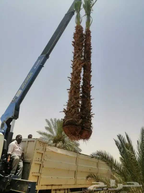 نخيل عربي فسايل ونقايل ونخل واشنطني 4