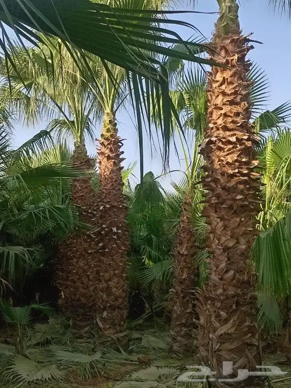 نخيل واشنطونيا 2
