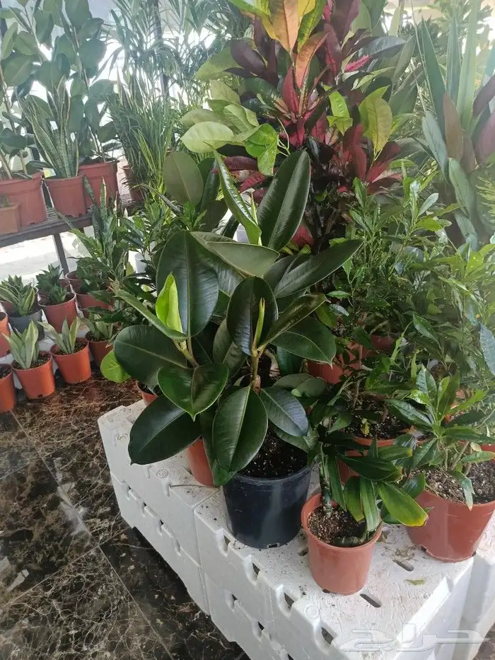زرع طبيعي داخل البيت 22