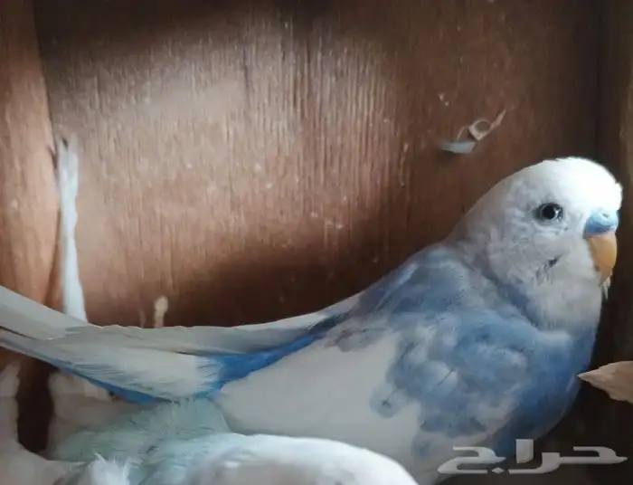 ذكر بادجي مفقود 0