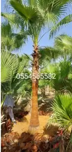 نخل واشنطني زينه للبيع 0