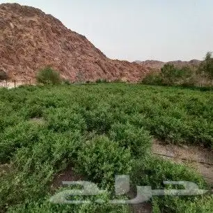 عروض اليوم الوطني السعودي 9