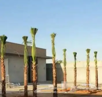 للبيع نخيل واشنطني وعربي جميع المقاسات والعينات 7