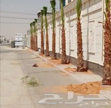 للبيع نخيل واشنطني وعربي جميع المقاسات والعينات 0