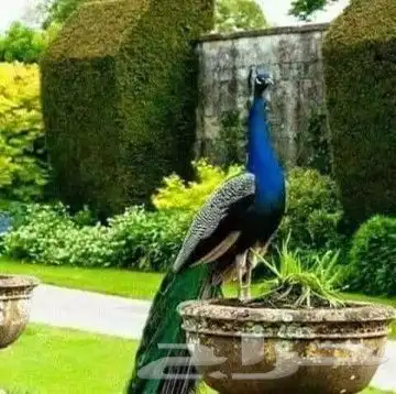 جوز طاووس للبيع 1