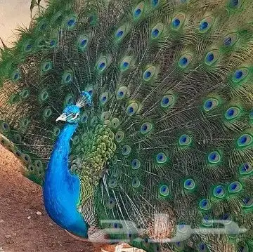 جوز طاووس للبيع 0