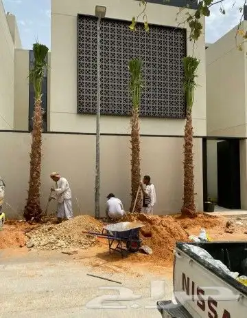 نخل واشنطني زينه للبيع 12