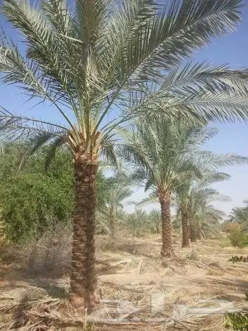 للبيع نخيل واشنطني وعربي جميع المقاسات والعينات 5