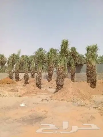 للبيع نخيل واشنطني وعربي جميع المقاسات والعينات 4