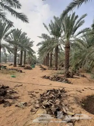 للبيع نخيل واشنطني وعربي جميع المقاسات والعينات 3