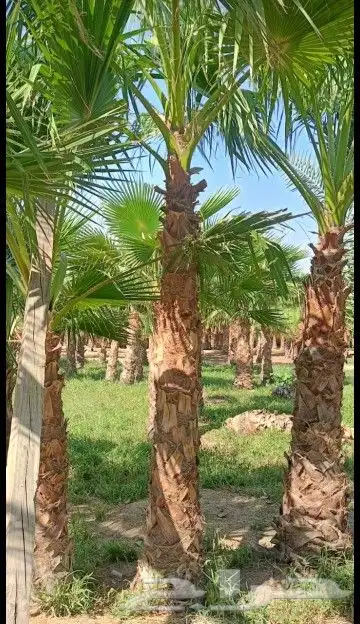 نخل واشنطني زينه للبيع 9