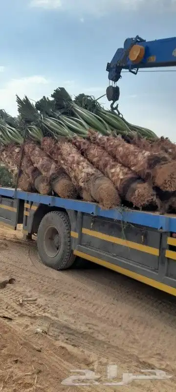للبيع نخيل واشنطني وعربي جميع المقاسات والعينات 8