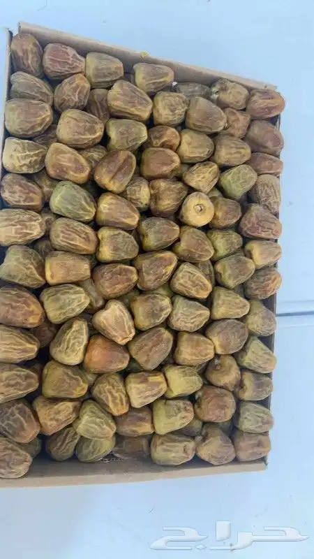 يوجد لدينا جميع أنواع النخيل الوشنطني والعربي 3