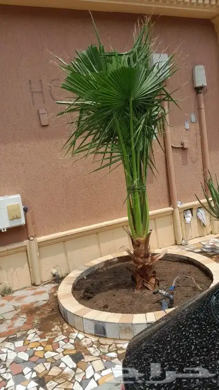 تنسيق حدائق جده ومكه زرعه النجيله الطبيعي شبكات الري 1