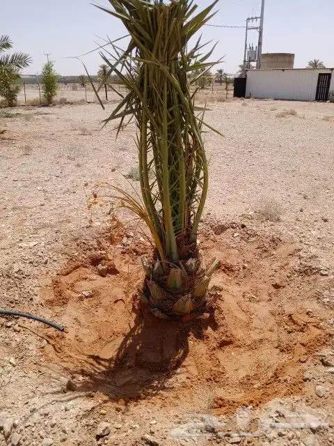 نخيل اللبيع 1