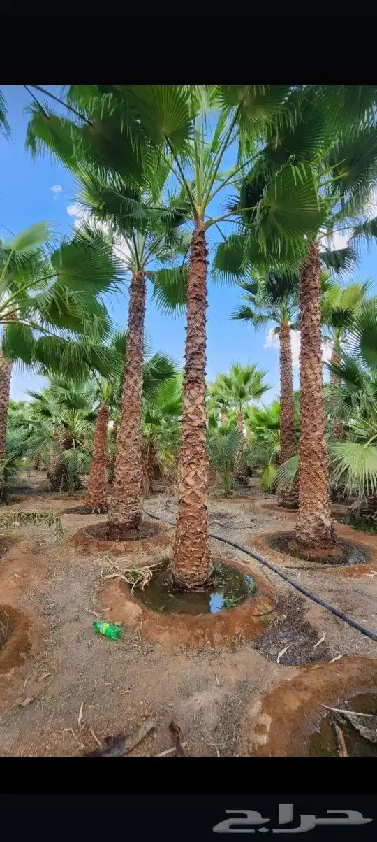 يوجد لدينا جميع أنواع النخيل الوشنطني والعربي 0